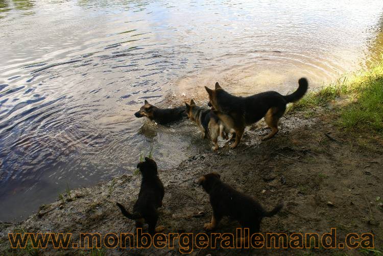 Des chiots berger Allemand très spécial !