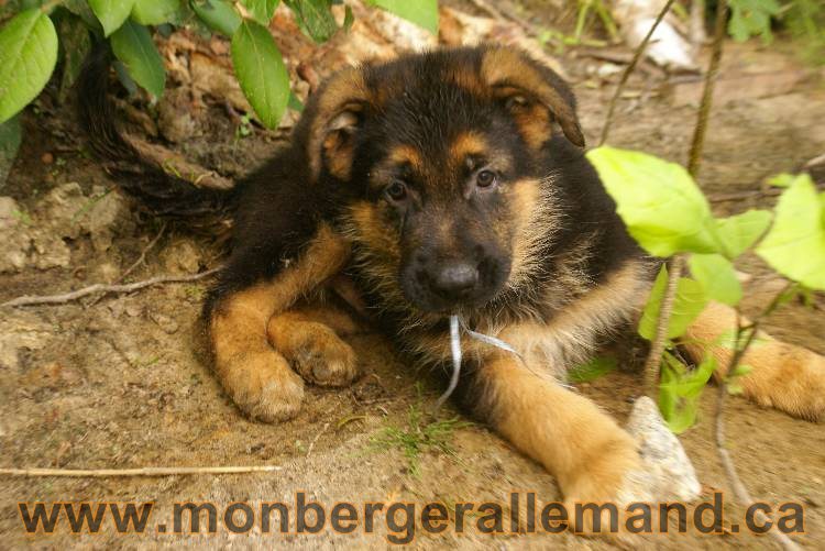 Des chiots berger Allemand très spécial !