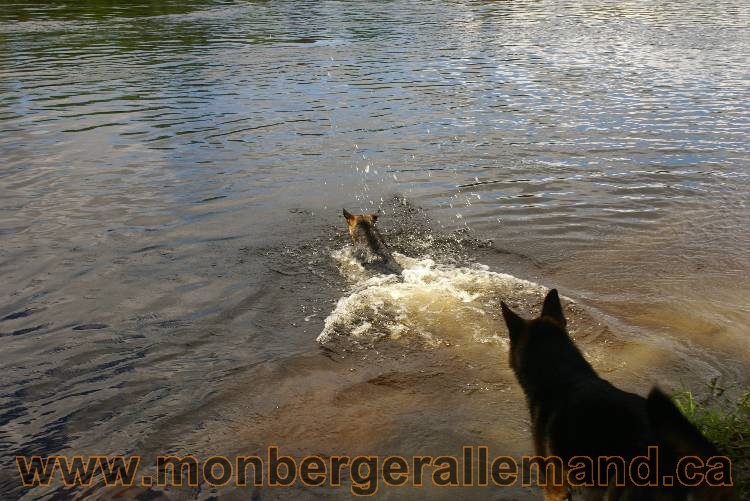 Des chiots berger Allemand très spécial !