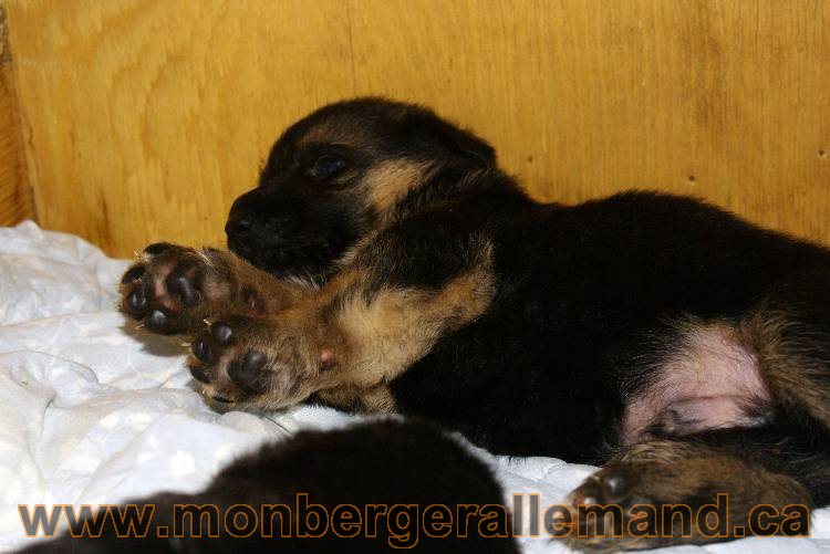 Chiots Berger allemand - De chiots très spécial !