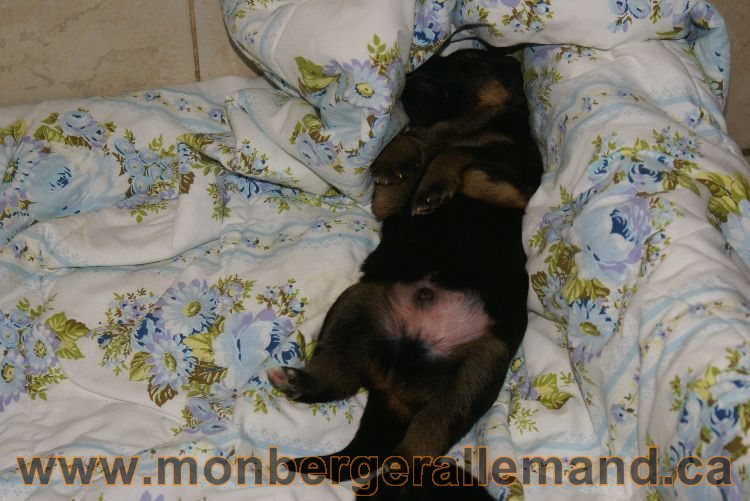 Les chiots et les chiens berger allemand