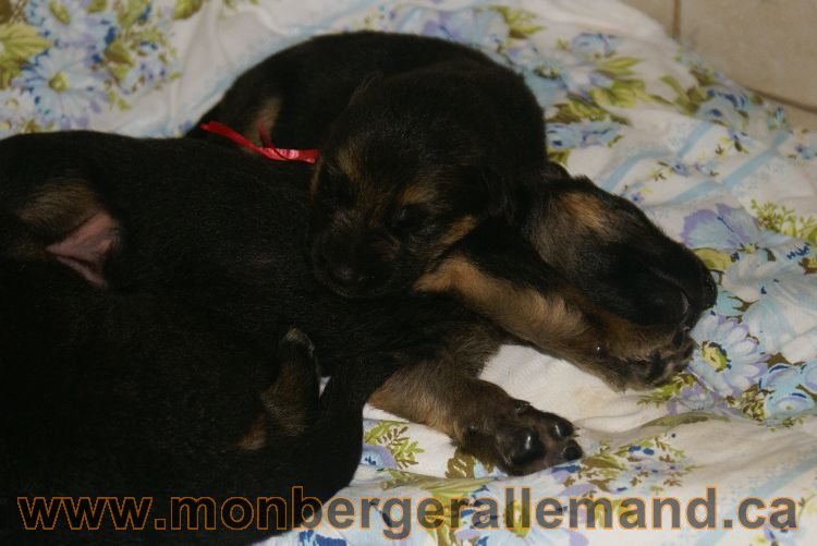 Les chiots et les chiens berger allemand