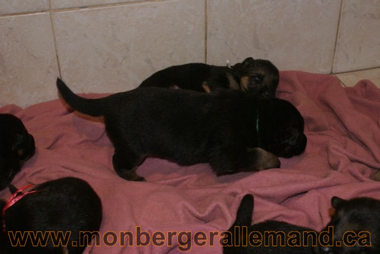 Les chiots et les chiens berger allemandLes chiots et les chiens berger allemand