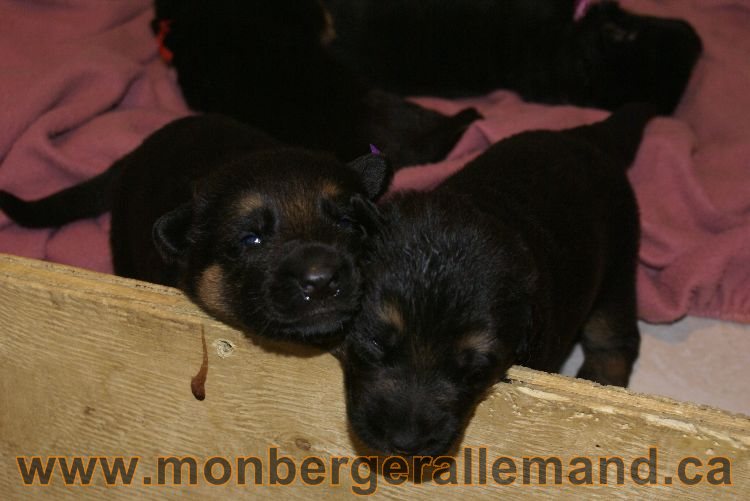 Les chiots et les chiens berger allemand