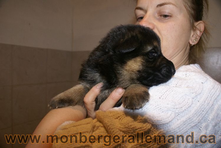 Chiots berger allemand a Lady