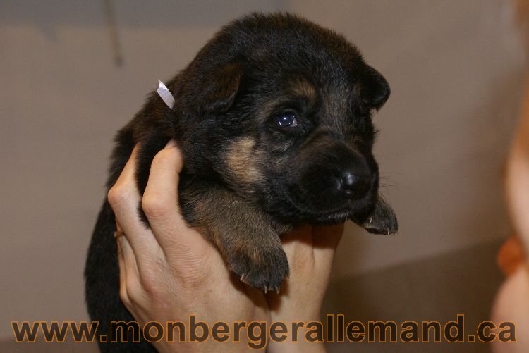 Chiots berger allemand a Lady