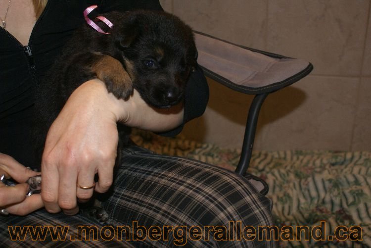 Chiots berger allemand a Lady