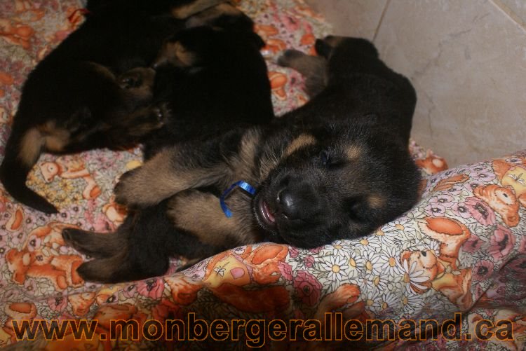 Chiots berger allemand a Lady