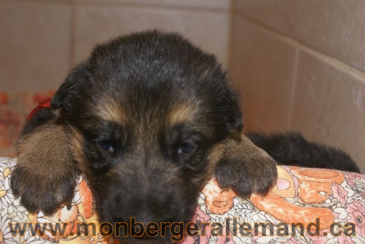 Chiots berger allemand a Lady