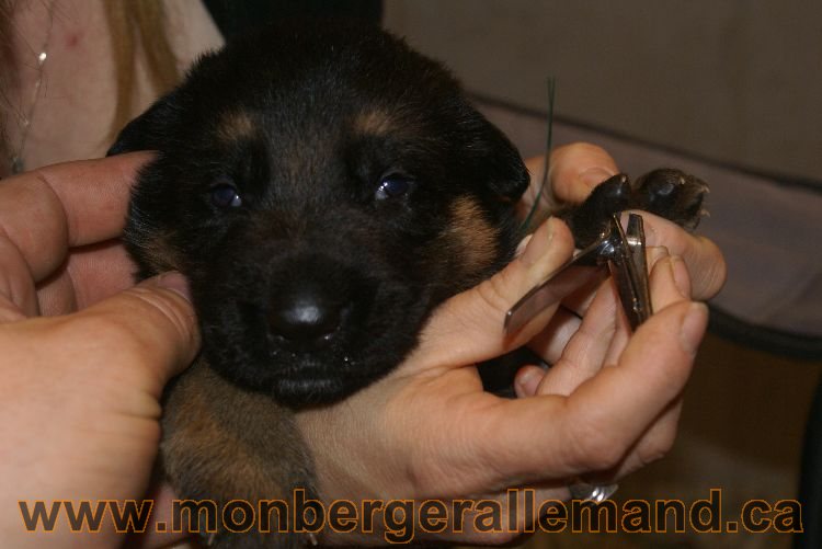 Chiots berger allemand a Lady