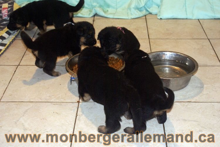 Les chiots berger allemand a Lady 22 mai 2011 - 22 jours de vie