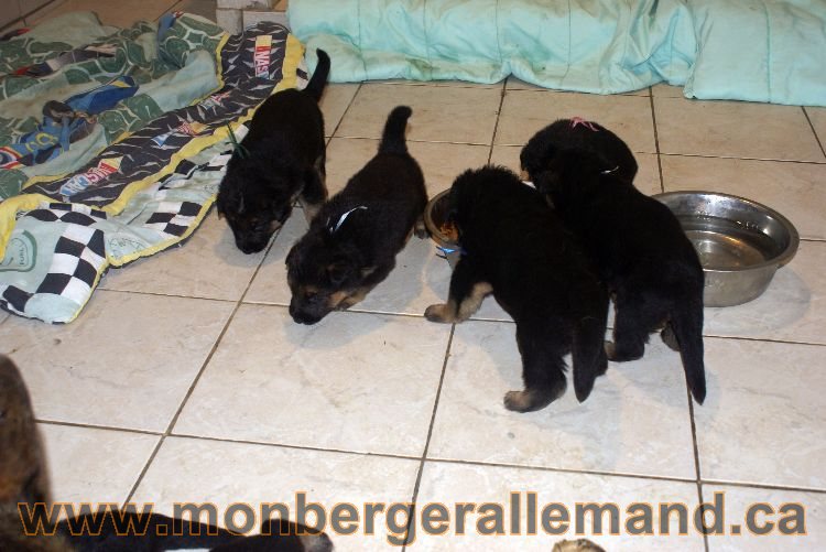 Les chiots berger allemand a Lady 22 mai 2011 - 22 jours de vie