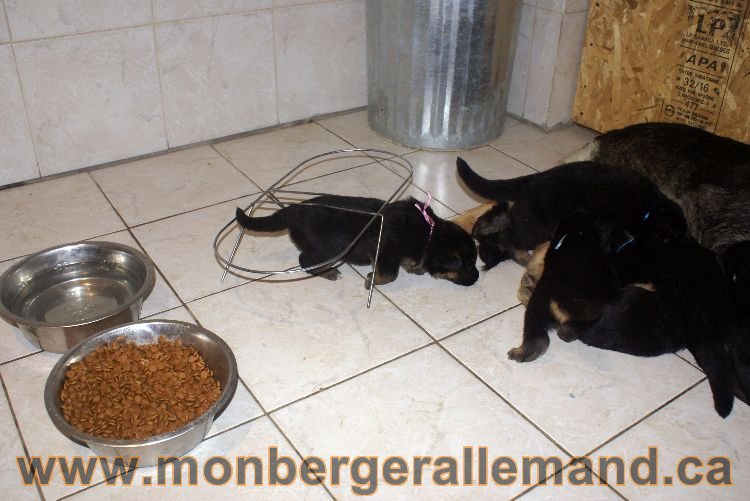 Les chiots berger allemand a Lady 22 mai 2011 - 22 jours de vie