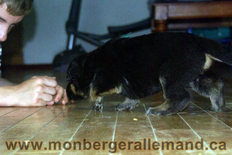 Chiots berger allemand 22 jours de vie