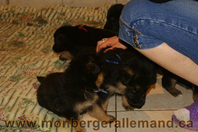 Chiots berger allemand 26 mai 2011