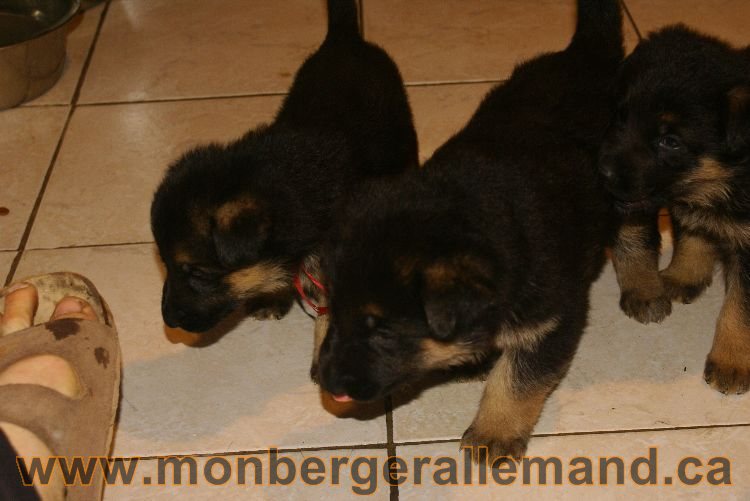 Chiots berger allemand 26 mai 2011