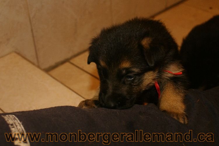 Chiots berger allemand 26 mai 2011