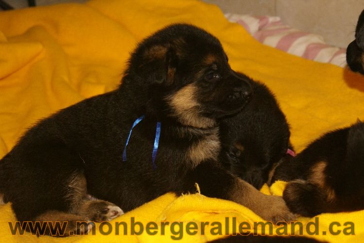 Chiots berger allemand 26 mai 2011