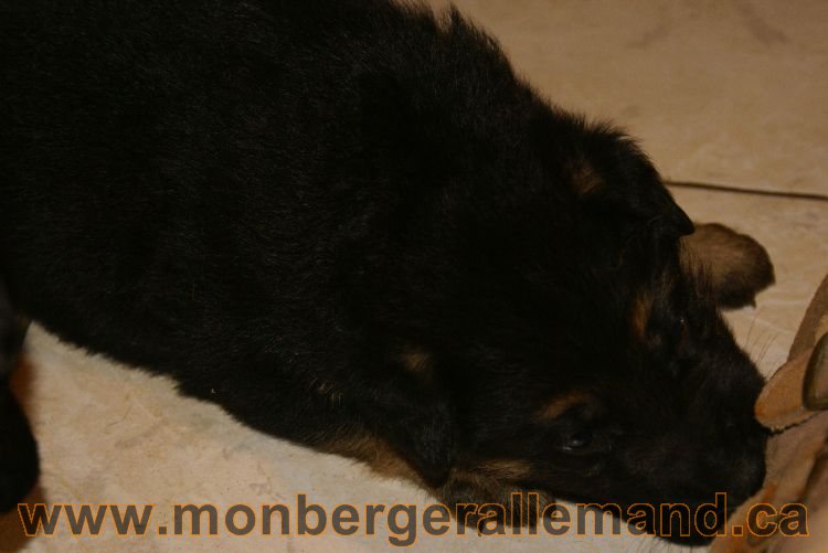 Chiots berger allemand 26 mai 2011