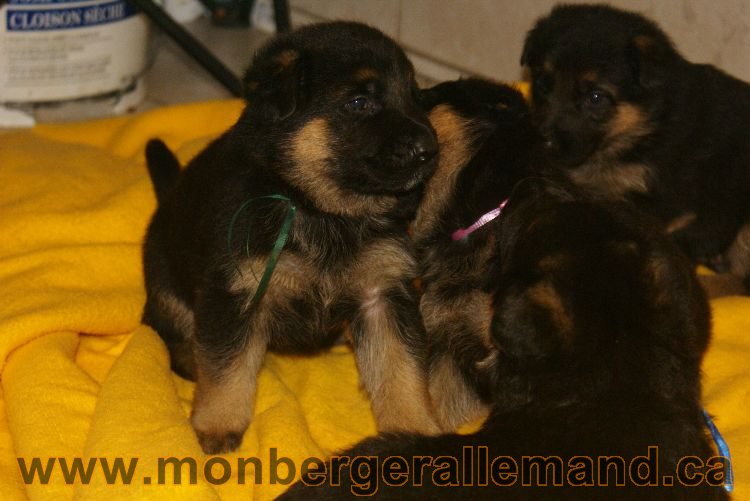 Chiots berger allemand 26 mai 2011