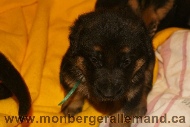 Chiots berger allemand 26 mai 2011