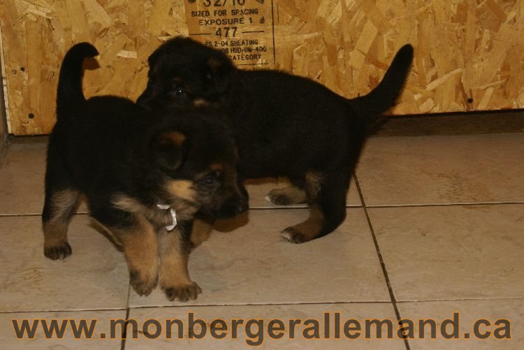 Chiots berger allemand 26 mai 2011