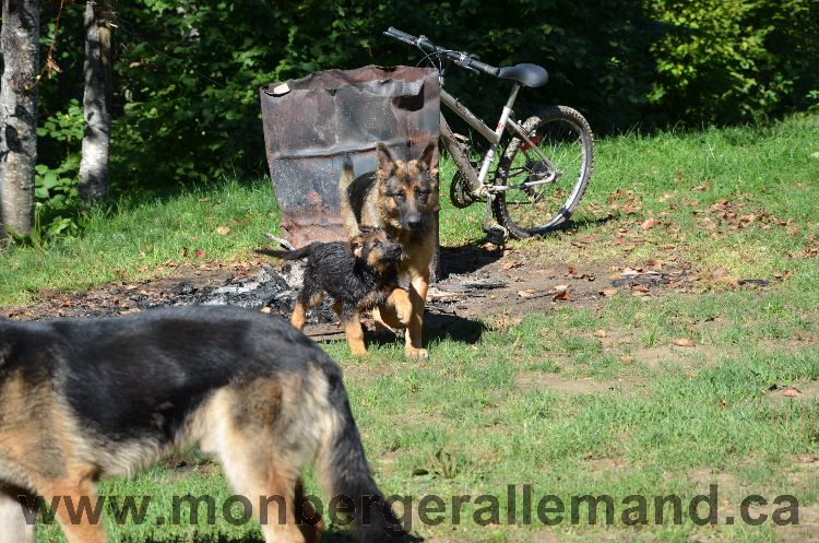 Chiots et Chien berger allemand de grnde lignées - Outaouais Laurentides 26 Aout 2011