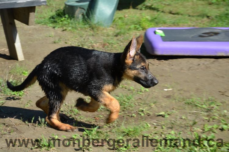 Chien et nos dernier chiots qui partent ce week end....