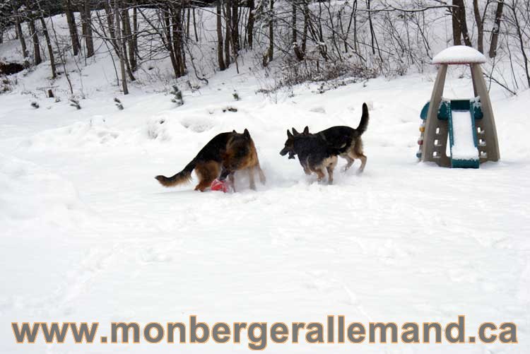 Nos chiens berger allemand - Chiot Berger Allemand a vendre regulierement - Québec, Canada , Montreal , gatineau sherbrooke, mirabel, lanaudière, laurentides, estrie et plus.