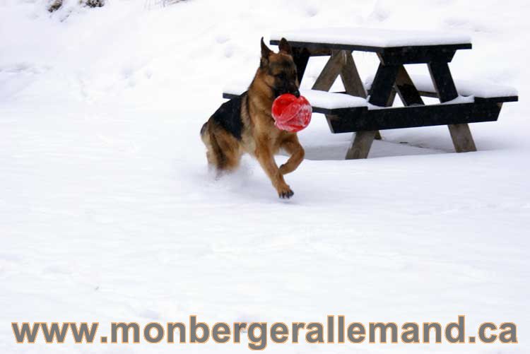 Nos chiens berger allemand - Chiot Berger Allemand a vendre regulierement - Québec, Canada , Montreal , gatineau sherbrooke, mirabel, lanaudière, laurentides, estrie et plus.