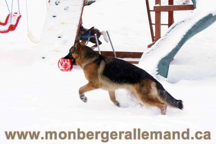 Chiot Berger Allemand a vendre regulierement - Québec, Canada , Montreal , gatineau sherbrooke, mirabel, lanaudière, laurentides, estrie et plus.