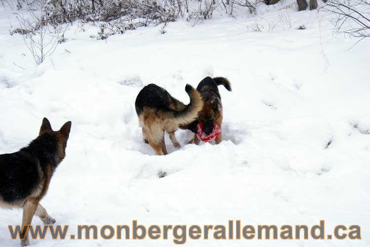 Chiot Berger Allemand a vendre regulierement - Québec, Canada , Montreal , gatineau sherbrooke, mirabel, lanaudière, laurentides, estrie et plus.