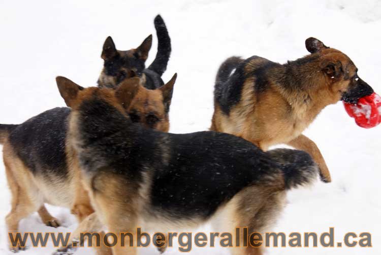 Chiot Berger Allemand a vendre regulierement - Québec, Canada , Montreal , gatineau sherbrooke, mirabel, lanaudière, laurentides, estrie et plus.