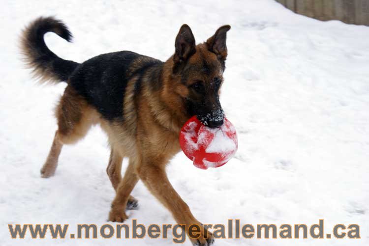 Chiot Berger Allemand a vendre regulierement - Québec, Canada , Montreal , gatineau sherbrooke, mirabel, lanaudière, laurentides, estrie et plus.