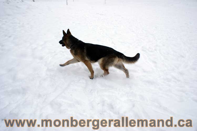 Chiot Berger Allemand a vendre regulierement - Québec, Canada , Montreal , gatineau sherbrooke, mirabel, lanaudière, laurentides, estrie et plus.