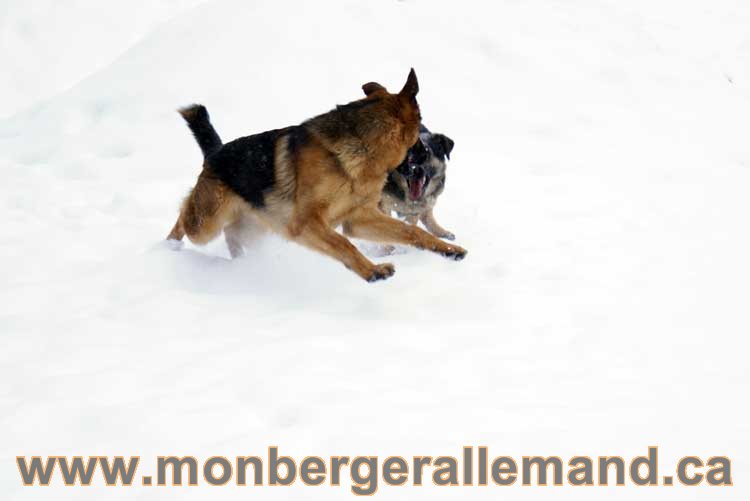 Chiot Berger Allemand a vendre regulierement - Québec, Canada , Montreal , gatineau sherbrooke, mirabel, lanaudière, laurentides, estrie et plus.