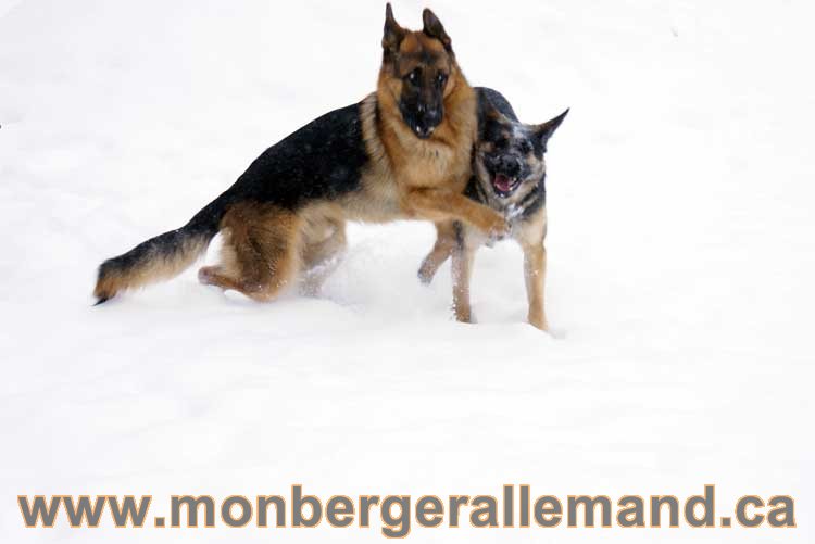 Chiot Berger Allemand a vendre regulierement - Québec, Canada , Montreal , gatineau sherbrooke, mirabel, lanaudière, laurentides, estrie et plus.