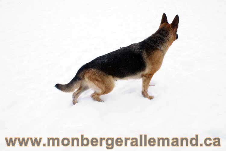 Chiot Berger Allemand a vendre regulierement - Québec, Canada , Montreal , gatineau sherbrooke, mirabel, lanaudière, laurentides, estrie et plus.