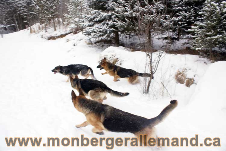 Chiot Berger Allemand a vendre regulierement - Québec, Canada , Montreal , gatineau sherbrooke, mirabel, lanaudière, laurentides, estrie et plus.