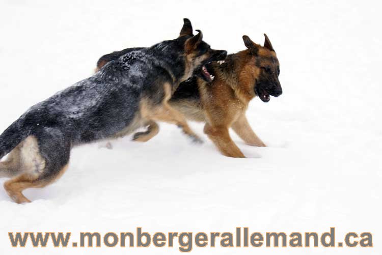 Chiot Berger Allemand a vendre regulierement - Québec, Canada , Montreal , gatineau sherbrooke, mirabel, lanaudière, laurentides, estrie et plus.