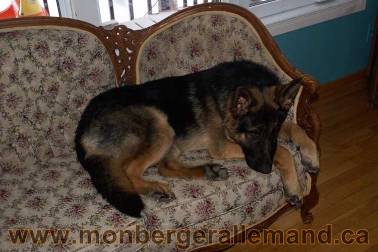 Chiots Berger Allemand a vendre regulierement - Québec, Canada , Montreal , gatineau sherbrooke, mirabel, lanaudière, laurentides, estrie et plus.