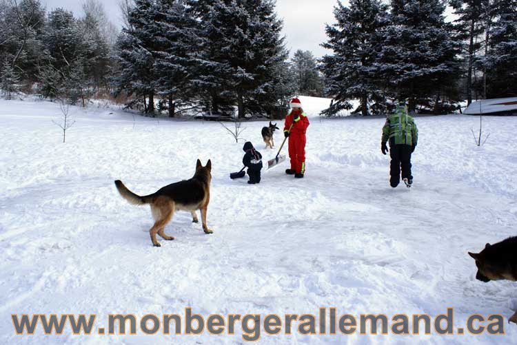 Berger allemand 2011 -  OPutaouais, Laurentides, de Montreal a sherbrooke,  de l'estrie a la monteregie Québec, Canada