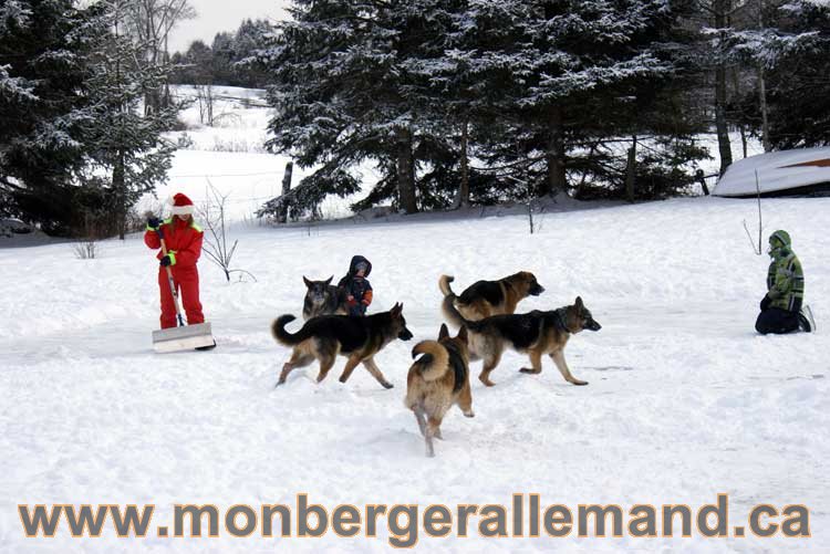 Berger allemand 2011 -  OPutaouais, Laurentides, de Montreal a sherbrooke,  de l'estrie a la monteregie Québec, Canada