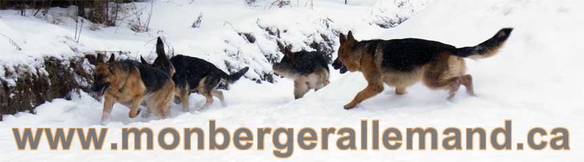 Chiots Berger Allemand a vendre regulierement - Québec, Canada , Montreal , gatineau sherbrooke, mirabel, lanaudière, laurentides, estrie et plus.