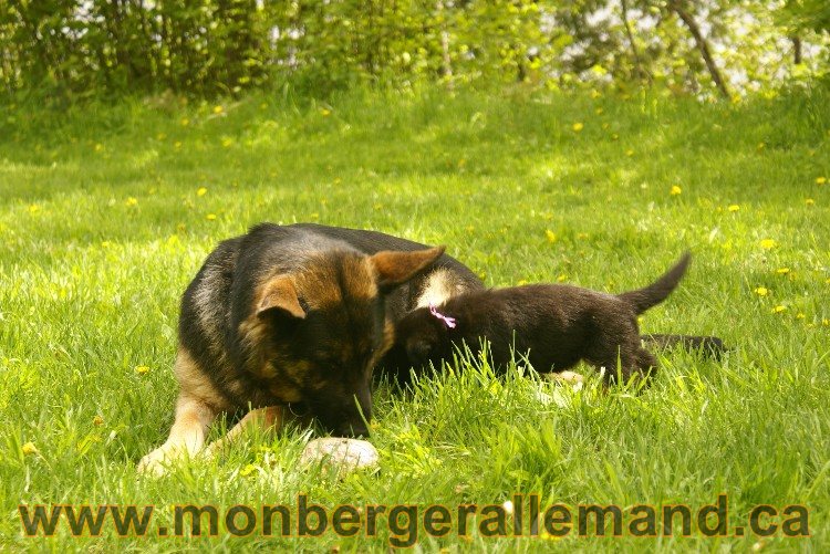 Première sortie des Chiots a Lady - German Shephered Berger allemand - 29 mai 2011