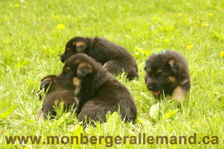 Première sortie des Chiots a Lady - German Shephered Berger allemand - 29 mai 2011