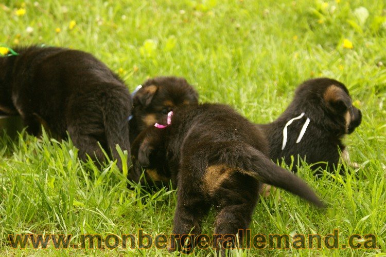 Première sortie des Chiots a Lady - German Shephered Berger allemand - 29 mai 2011