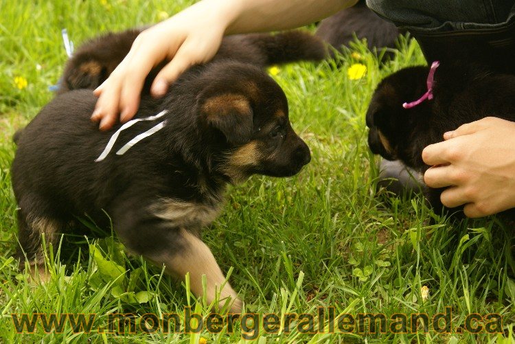 Première sortie des Chiots a Lady - German Shephered Berger allemand - 29 mai 2011