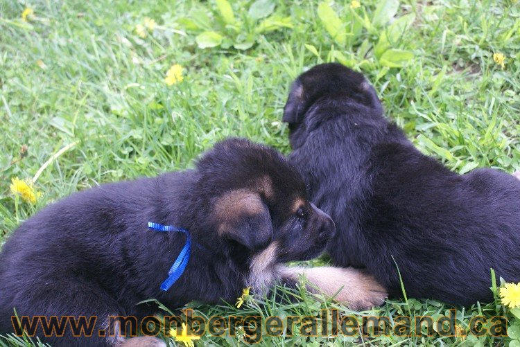 Première sortie des Chiots a Lady - German Shephered Berger allemand - 29 mai 2011