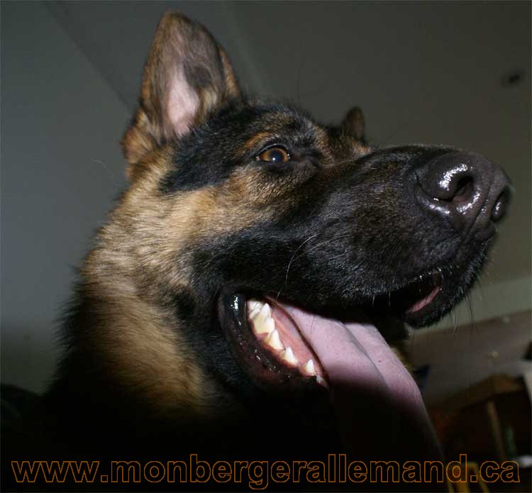 Big, Mars 2011 - Nos Berger allemand et chiot